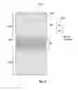 Fig. 04 - Flexible display