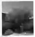 Fig. 01 - Gregg Ash Tree Named 'Libby Davison'