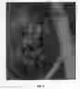 Fig. 07 - Gregg Ash Tree Named 'Libby Davison'
