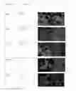 Fig. 01 - STABILIZATION OF FROZEN AERATED CONFECTION