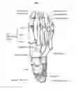 Fig. 02 - SOCKS WITH LATERAL PLANTAR ARCHES