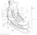 Fig. 01 - SKATE BOOT WITH RESILIENT UPPER STRAP