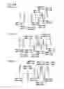 Fig. 43 - Partial dental arch and method for manufacturing a partial arch