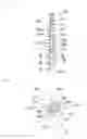 Fig. 08 - Interdental cleaning tool