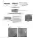 Fig. 01 - Artificial silk based innervated cornea