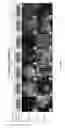 Fig. 07 - Artificial silk based innervated cornea