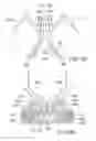 Fig. 06 - Leaflet attachment frame for a prosthetic valve