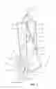 Fig. 02 - BIRTHING HARNESS