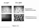 Fig. 12 - CHROMOPHORE COMBINATIONS FOR BIOPHOTONIC USES