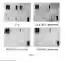 Fig. 02 - Stem Cell-Derived Exosomes Containing a High Amount of Growth Factors