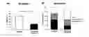 Fig. 01 - Metabolically robust analogs of CYP-eicosanoids for the treatment of cardiac disease