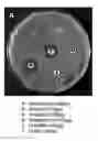 Fig. 01 - Antimicrobial composition containing 7,10-epoxyoctadeca-7,9-dienoic acid as active ingredient
