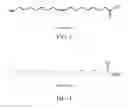 Fig. 04 - CANNABINOID COMPOSITION HAVING AN OPTIMIZED FATTY ACID EXCIPIENT PROFILE