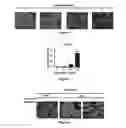 Fig. 02 - ARTEMISININ ANALOG, AND USE, METHOD, AND COMPOSITION FOR PROMOTING LIPID CATABOLISM AND IMPROVING SUGAR METABOLISM