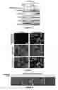 Fig. 03 - ARTEMISININ ANALOG, AND USE, METHOD, AND COMPOSITION FOR PROMOTING LIPID CATABOLISM AND IMPROVING SUGAR METABOLISM