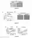 Fig. 06 - ARTEMISININ ANALOG, AND USE, METHOD, AND COMPOSITION FOR PROMOTING LIPID CATABOLISM AND IMPROVING SUGAR METABOLISM