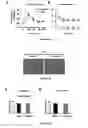 Fig. 10 - ARTEMISININ ANALOG, AND USE, METHOD, AND COMPOSITION FOR PROMOTING LIPID CATABOLISM AND IMPROVING SUGAR METABOLISM