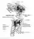 Fig. 01 - Antagonists of the thyroid-stimulating hormone receptor (TSHR)