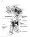 Fig. 02 - Antagonists of the thyroid-stimulating hormone receptor (TSHR)