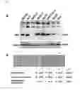 Fig. 02 - Methods and compositions for treating mesothelioma and small lung cancer that express midkine