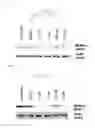 Fig. 06 - Methods and compositions for treating mesothelioma and small lung cancer that express midkine