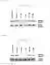 Fig. 07 - Methods and compositions for treating mesothelioma and small lung cancer that express midkine