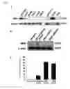 Fig. 09 - Methods and compositions for treating mesothelioma and small lung cancer that express midkine