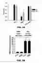 Fig. 06 - 25-HYDROXYCHOLESTEROL AND METHODS OF USE THEREOF