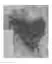 Fig. 03 - Compositions and methods for the treatment of skin lesions