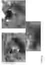 Fig. 03 - Compositions and methods for protecting organs from ischemia/reperfusion injury associated with transplantation
