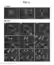Fig. 04 - PROCESS FOR THE IDENTIFICATION OF COMPOUNDS FOR TREATING CANCER