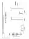 Fig. 07 - Process for T cell expansion