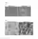 Fig. 03 - METHOD FOR PRODUCING ADULT LIVER PROGENITOR CELLS