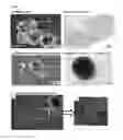 Fig. 06 - METHOD FOR PRODUCING ADULT LIVER PROGENITOR CELLS