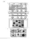 Fig. 07 - METHOD FOR PRODUCING ADULT LIVER PROGENITOR CELLS