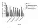 Fig. 44 - Compositions and methods for enhancing cancer chemotherapy