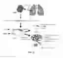 Fig. 77 - Compositions and methods for enhancing cancer chemotherapy