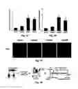 Fig. 06 - Compositions comprising extracellular matrix of primitive animal species and related methods