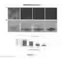 Fig. 14 - Antibacterial compositions, methods of making and use thereof