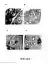 Fig. 09 - RAPID AND PROLONGED IMMUNOGENIC-THERAPEUTIC