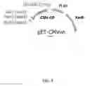 Fig. 02 - Treatment of peanut allergy
