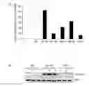 Fig. 01 - TM4SF19 AS MARKER FOR DIAGNOSING OBESITY AND METHOD USING SAME