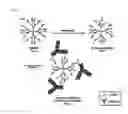 Fig. 02 - Complex of adenovirus and PAMAM-PEG-Erbitux, and use thereof