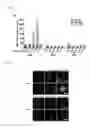 Fig. 06 - Complex of adenovirus and PAMAM-PEG-Erbitux, and use thereof