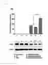 Fig. 09 - Complex of adenovirus and PAMAM-PEG-Erbitux, and use thereof