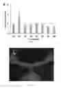 Fig. 03 - Radioligands for myelin
