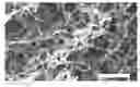Fig. 01 - Tissue structure scaffolds