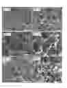 Fig. 02 - Tissue structure scaffolds