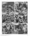 Fig. 06 - Tissue structure scaffolds