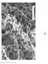 Fig. 07 - Tissue structure scaffolds